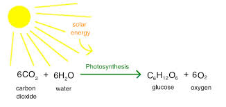 Intro To Photosynthesis Article
