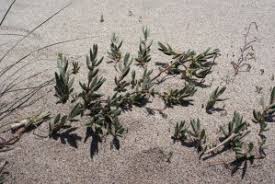 Zandvarkensgras - Polygonum oxyspermum subsp. raii