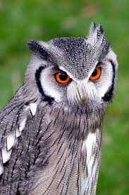 Southern White Faced Owl Birds - Free photo on Pixabay