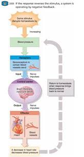 Homeostasis Regulation Positive And Negative Feedback