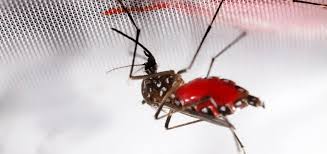 La pandémie de Covid-19 ne doit pas nous faire oublier la dengue | IRD le Mag'