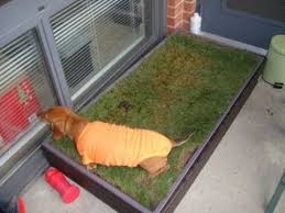 Grass Litterbox For Dogs