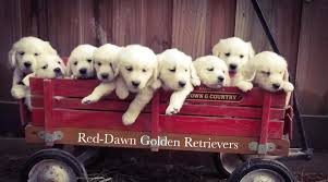 A new litter will bring forth the pin wheel again. Available English Cream Puppies Red Dawn Golden Retrievers