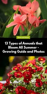 Annual Plants Showy Flowers