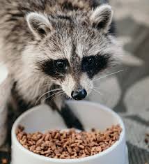 If you have a family of raccoons eating your garbage, terrorizing your pets and being a general nuisance, there are things you can do to evict them from the premises. How To Get Rid Of Raccoons For Good Dengarden