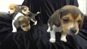 miniature pocket beagle puppies tiny