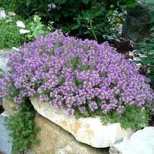 1000 pcs ground cover creeping thyme