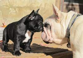 French bulldog puppies for sale on occasion to show or pet homes. Welcome To The French Bull Dog Club Of America