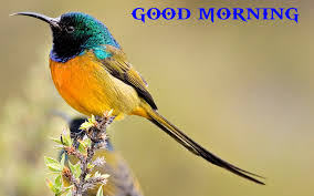 good morning colored bird hd wallpaper