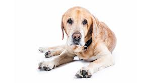 What Is The Best Glucosamine For Dogs And Does It Really Work