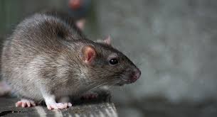 Rat Removal In Norcross Lawrenceville