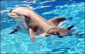  cute baby dolphin pictures