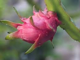 Cactuses are notoriously slow to grow. How To Grow And Care For Dragon Fruit Cactus Pitaya Plant Florgeous