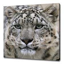 Buy Snow Leopard Wall Art Canvas Print