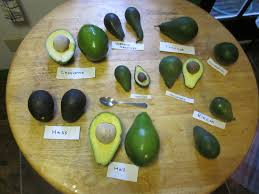 Whether in a salad or guacamole, nature's butter always wins. Know Your Avocado Varieties And When They Re In Season Food Republic