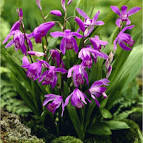 Bletilla striata purple - Yacinth Orchid