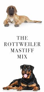 Rottweiler Mastiff Mix A Larger Than Life Crossbred Dog