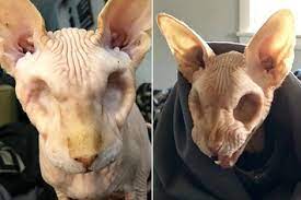 this eyeless sphynx cat is y