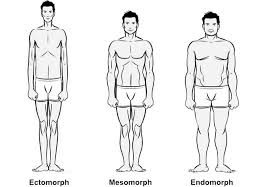 Your Body Type Ectomorph Mesomorph Or Endomorph Muscle