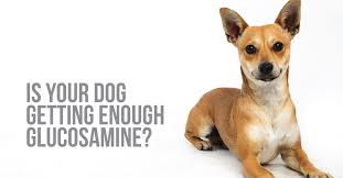 Is Your Dog Getting Enough Glucosamine Herbsmith