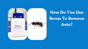 how do you use borax to remove ants