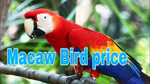 top 06 macaw bird for india