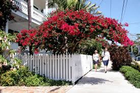 Partial shade to full sun height/spread: Florida Memory People Walking Towards Large Flowering Plant In Front Of House On Francis Street Key West Florida