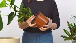 how to pot or repot your houseplant