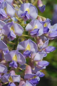 Space plants far enough from building foundations, walls, and decks so that the growing foliage won't crowd the structure. Buy Blue Moon Kentucky Wisteria Vine Free Shipping For Sale From Wilson Bros Gardens Online
