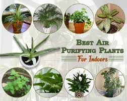 10 Best Air Purifying Plants To Clean