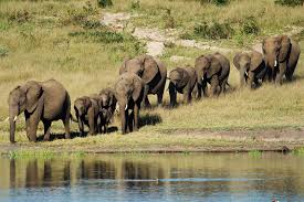 Elefante Ferido Esmaga e Mata Caçador de Troféus | National Geographic