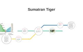 Sumatran Tiger By Isaac Salvador On Prezi