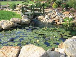 how to keep pond plants safe until