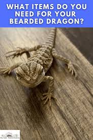 Items Do You Need For Your Bearded Dragon