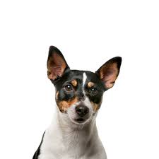 toy fox terrier puppies breed info