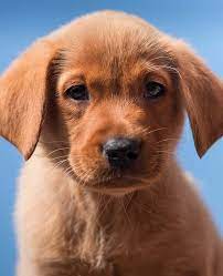 The fox red labrador isn't a separately recognized color by the major kennel clubs around the world. Fox Red Lab Your Guide To The Fox Red Labrador Retriever