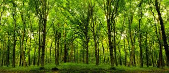 How many trees are needed to produce enough oxygen for one person? -  Natural Living - NurseryLive Wikipedia