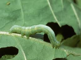 44 common garden pests how to keep