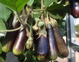 Growing Aeroponic Eggplant Aubergines