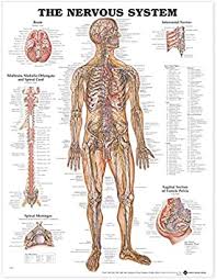 The structures commonly known as nerves (or by such. Amazon Com The Nervous System Anatomical Chart Anatomical Chart Company Office Products