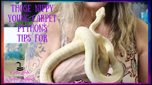 carpet pythons snakes some tips for