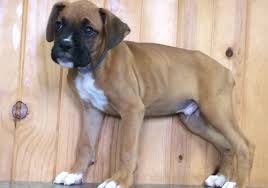 Lancaster puppies has boxers for sale! Boxer Puppies For Sale Duluth Ga 226269 Petzlover