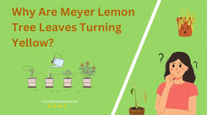 meyer lemon tree leaves turning yellow