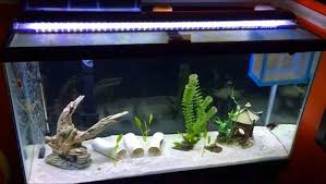Subscribe to see more great videos: Best 10 Gallon Aquarium Kits Equipment 70 Species Stocking Ideas
