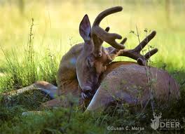 Where Do Deer Sleep National Deer