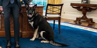 Champ — one of president joe biden's two german shepherds — died at the age of 13, the the bidens' dogs champ and major are seen on the south lawn of the white house on march 31. White House Says Major Biden Was Involved In Another Biting Incident