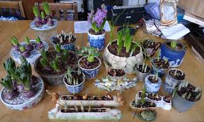 hyacinth garden withindoors