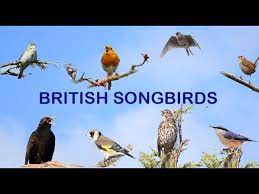 british songbirds a celebration of bird