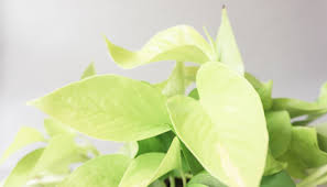 Neon Pothos | Trailing Indoor Tropical Houseplant for Delivery | Leaf Envy