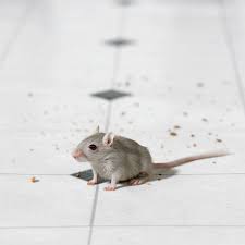 Mice repellent insect repellent natural rat repellent spider repellant how to deter mice getting rid of rats diy pest control peppermint leaves homemade natural mouse repellent pouches i have no desire to kill mice. How To Keep Mice Away This Old House